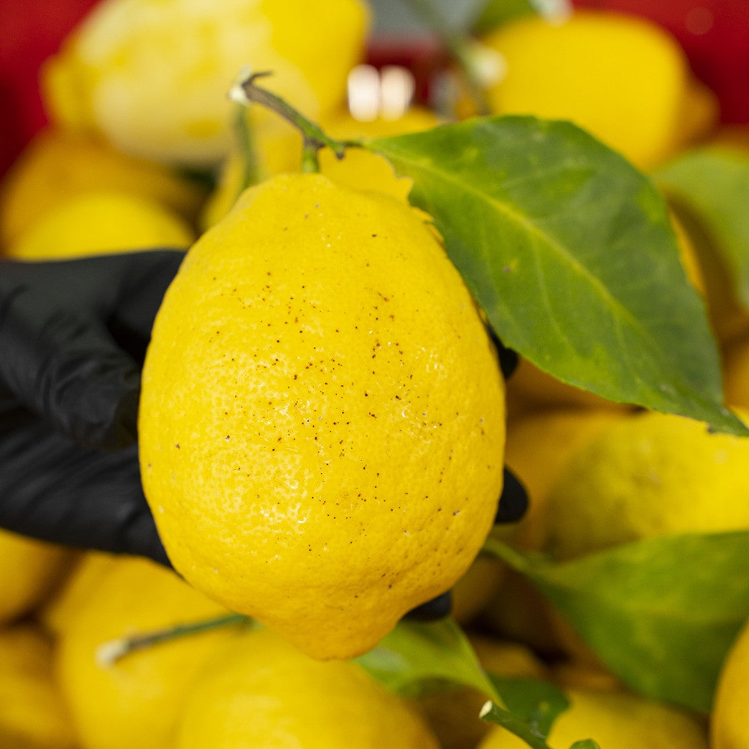 I Sottospirito al limoncello, soffici mini babà in barattolo da 350g